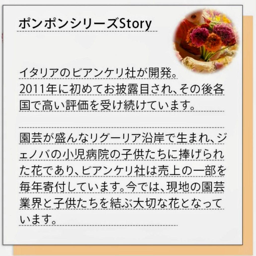 宿根草【廃盤決定！】 ラナンキュラス ポンポン『ハーマイオニー』5号