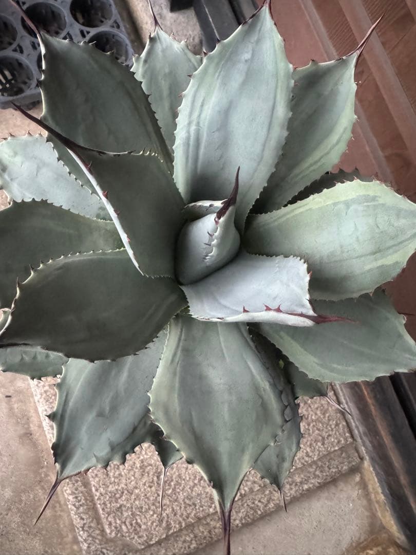 アガベ Agave parryi 'Desert Delight' 249