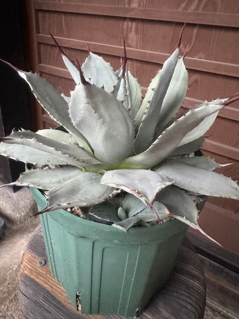 アガベ Agave parryi 'Desert Delight' 249