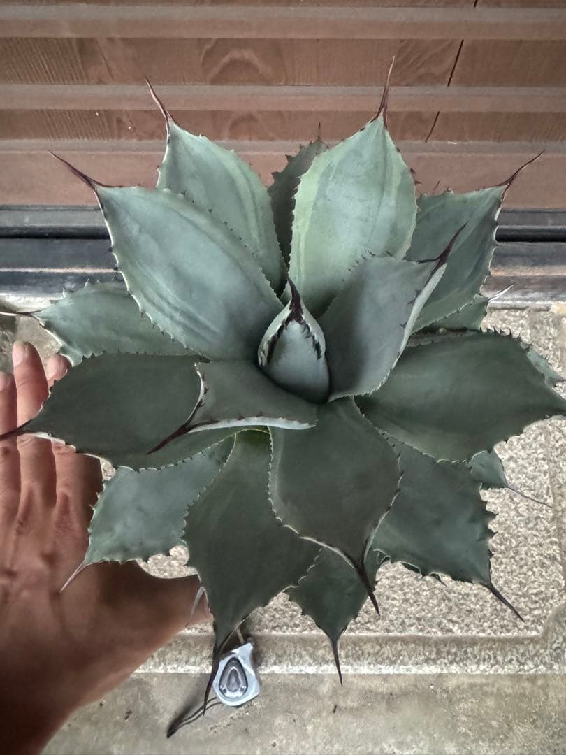アガベ Agave parryi 'Desert Delight' 249