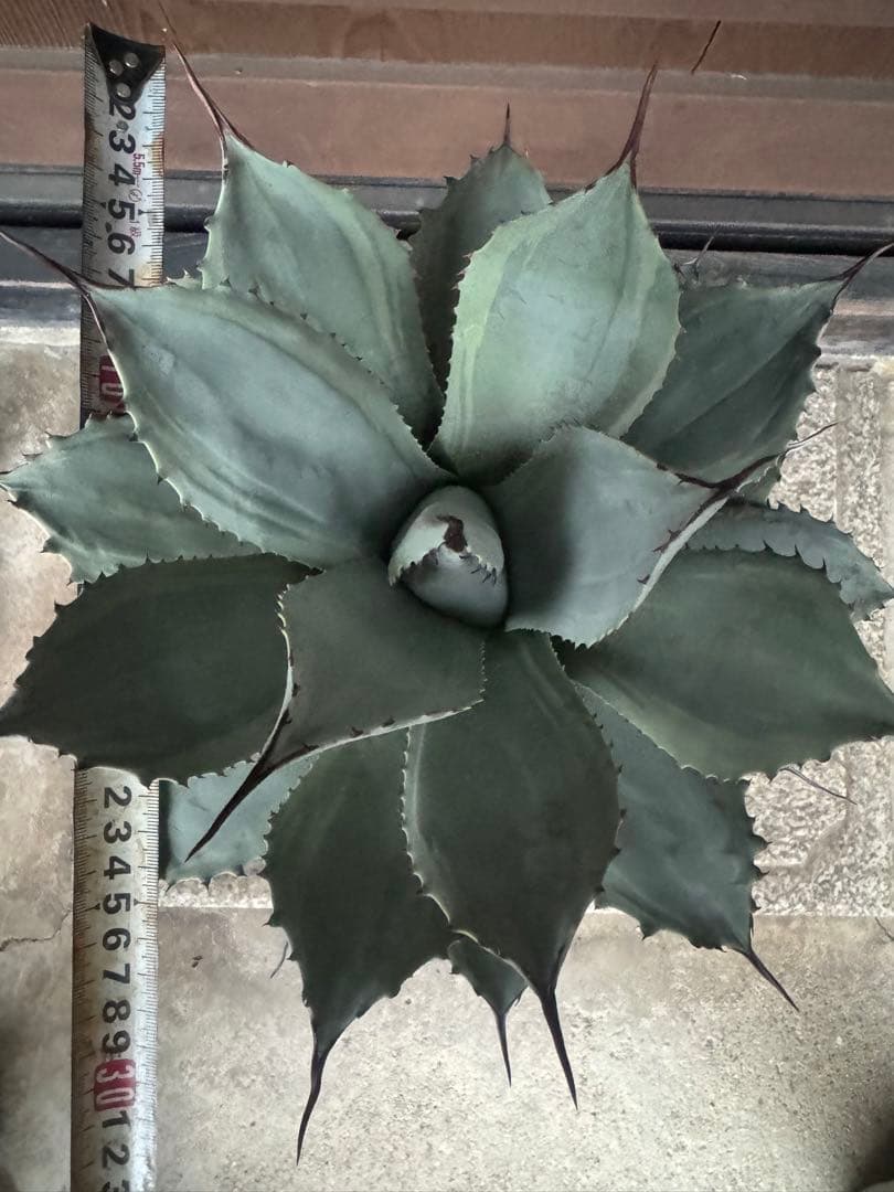 アガベ Agave parryi 'Desert Delight' 249