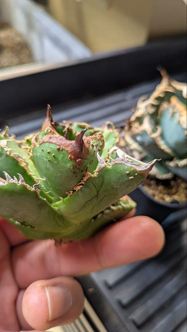 【超選抜】アガベ　チタノタ　疣猪　ブツブツ　検)麻花　冰雹　実生　オテロイ