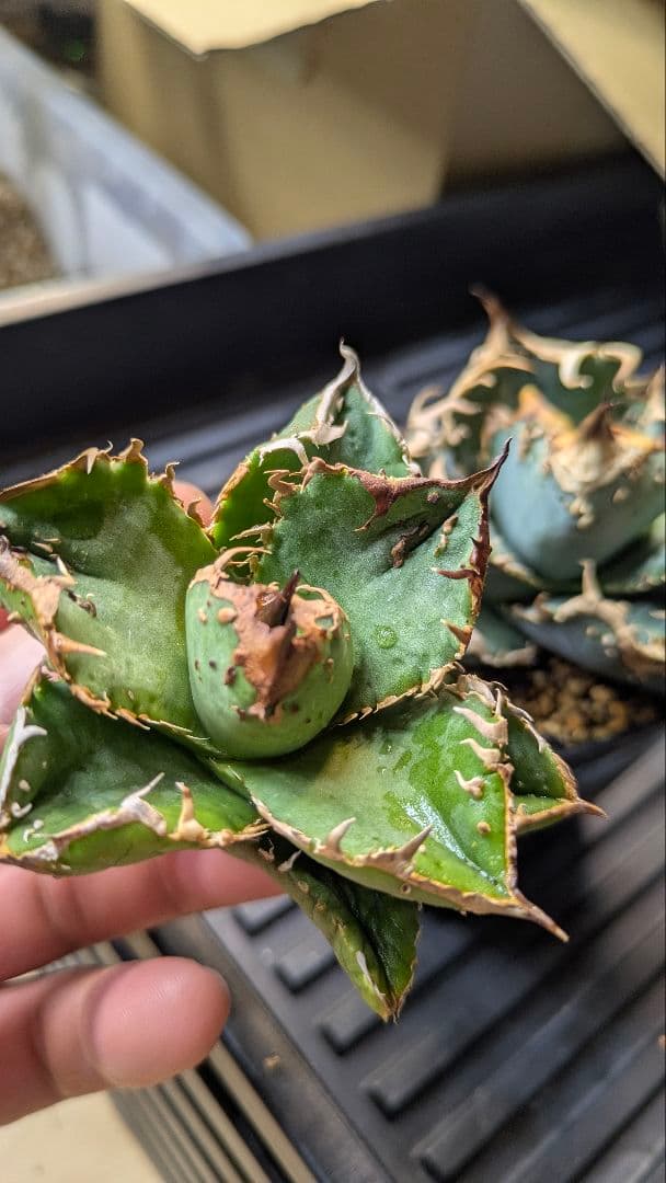 【超選抜】アガベ　チタノタ　疣猪　ブツブツ　検)麻花　冰雹　実生　オテロイ