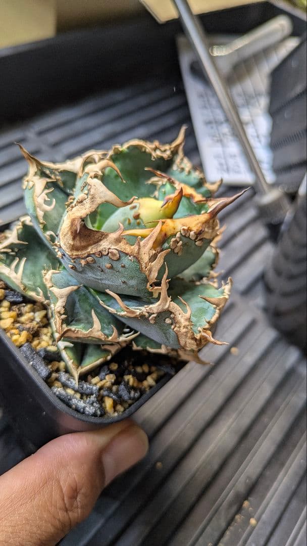 【超選抜】アガベ　チタノタ　疣猪　ブツブツ　検)麻花　冰雹　実生　オテロイ