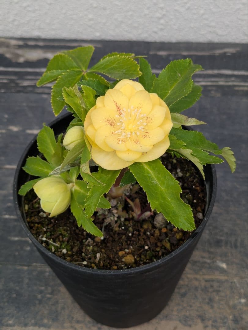 広瀬園芸 クリスマスローズ 小輪グリーンゴールド dd レッドスポット