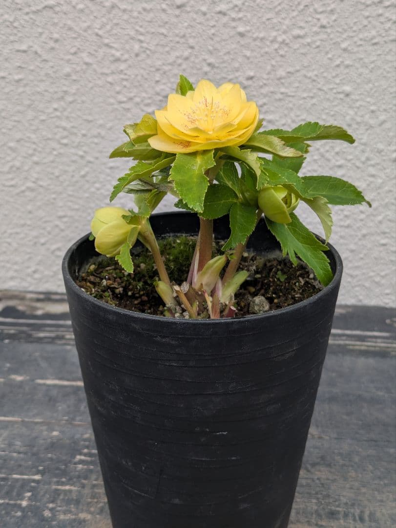 広瀬園芸 クリスマスローズ 小輪グリーンゴールド dd レッドスポット