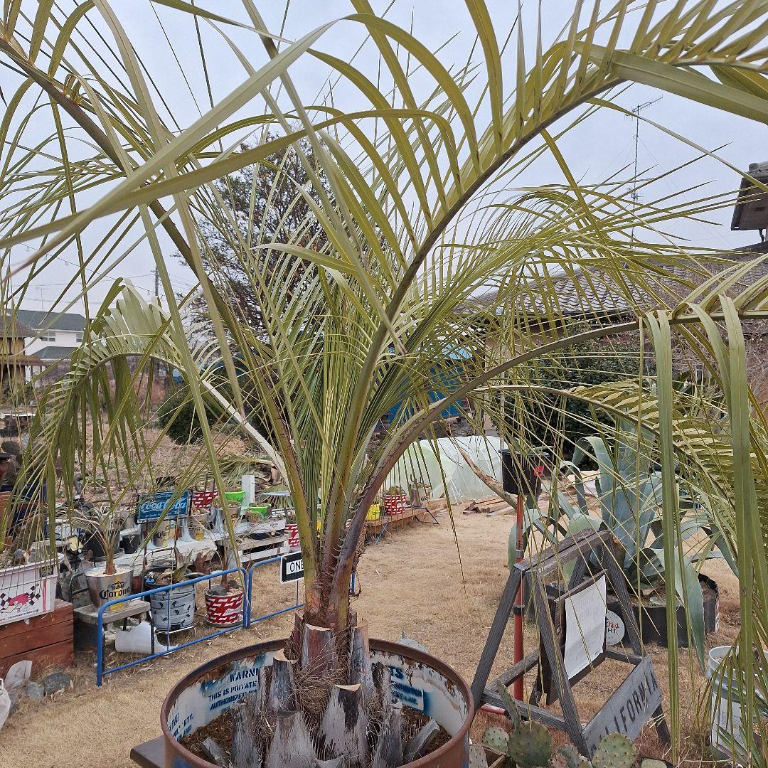 ⭕引き取り限定⭕ココスヤシ⭕ドライガーデン⭕カリフォルニアガーデン⭕