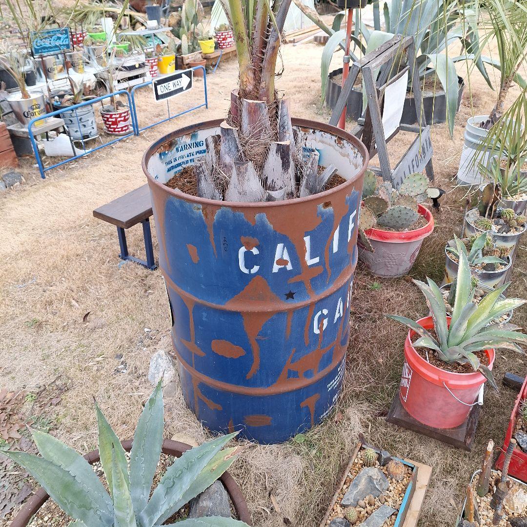 ⭕引き取り限定⭕ココスヤシ⭕ドライガーデン⭕カリフォルニアガーデン⭕