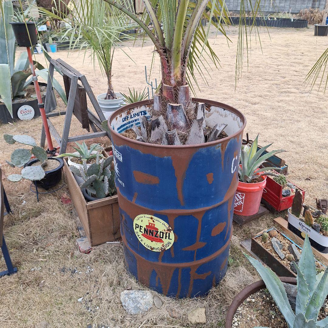 ⭕引き取り限定⭕ココスヤシ⭕ドライガーデン⭕カリフォルニアガーデン⭕