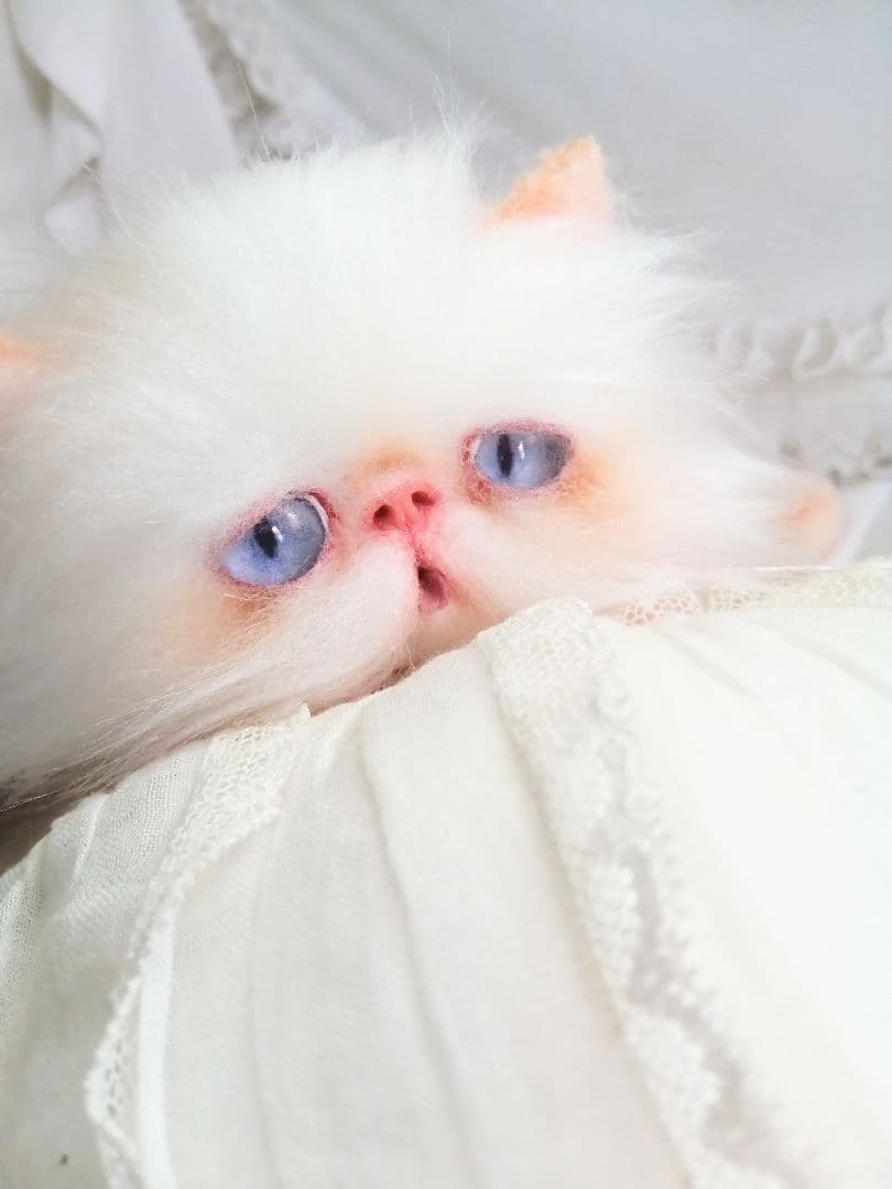 ６ヶ月♡子猫ちゃん♡エキゾチックロングヘア♡アートドール♡ぬいぐるみ♡綺麗な子♡