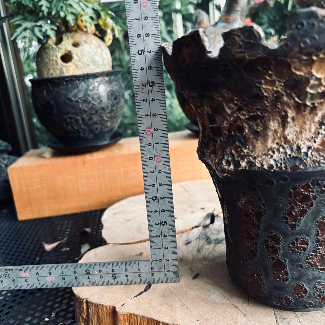 中川智治 大鉢 ロングポット 灌木 パキプス コーデックス 塊根