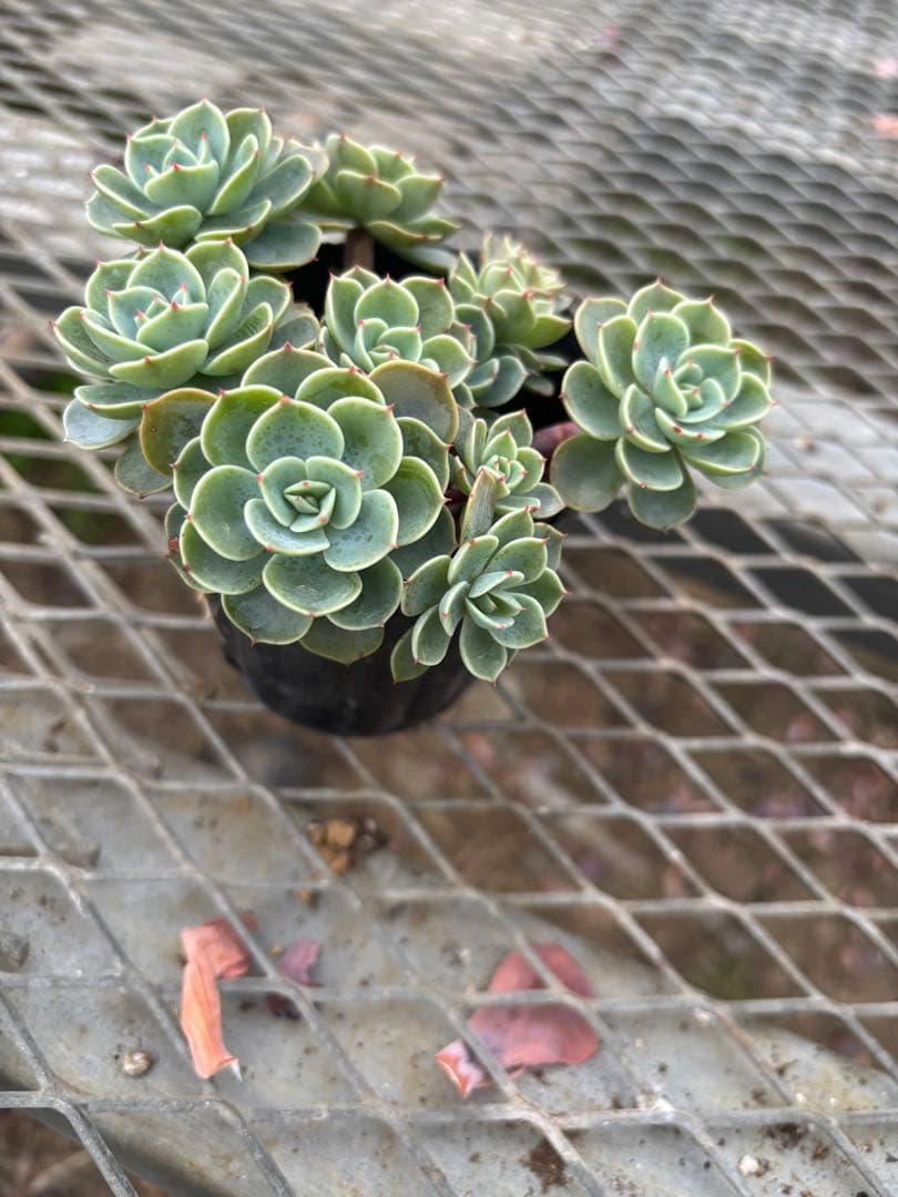 エケベリア七福神 多頭株⑪ - メルカリ