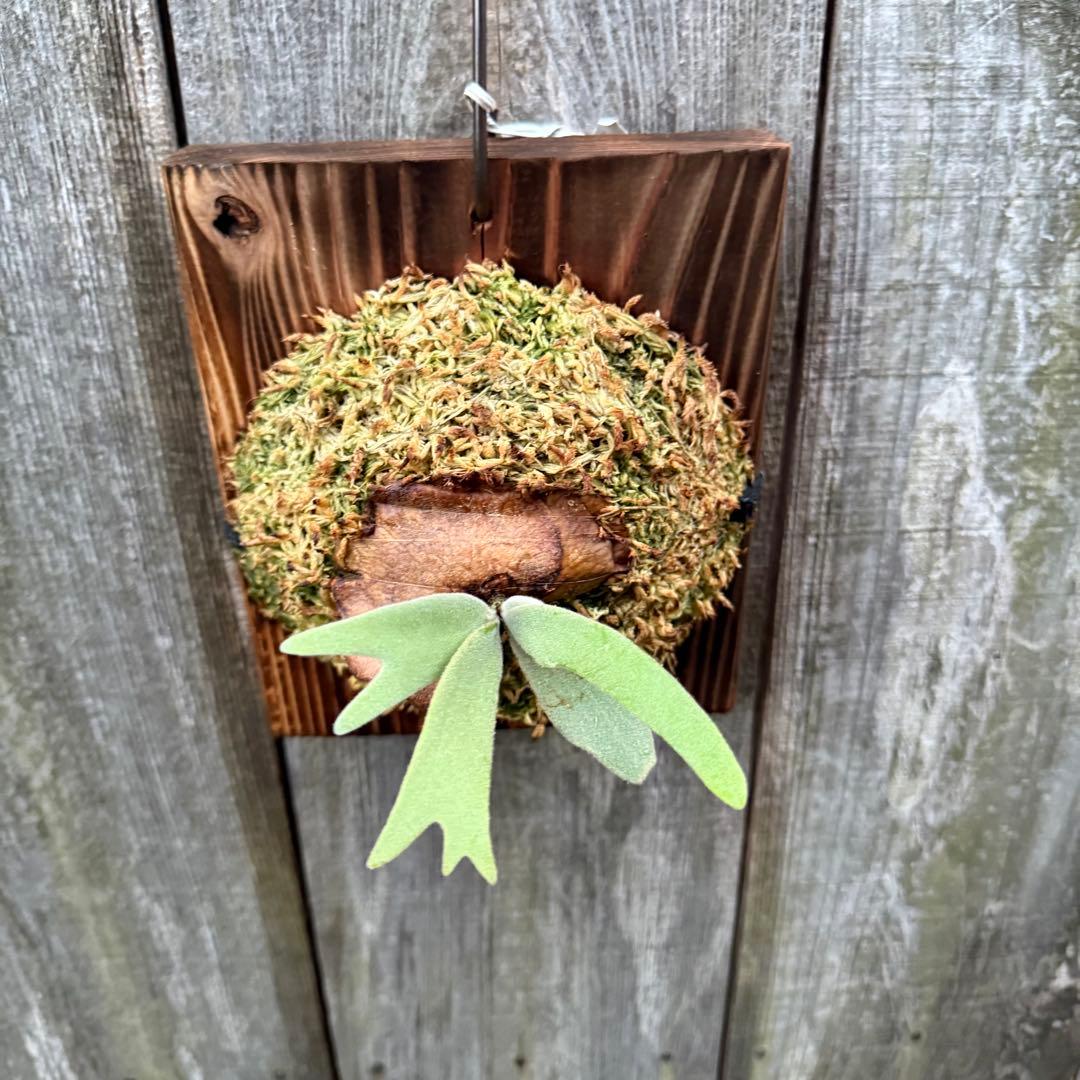 ビカクシダ P. willinckii Dwingeloo (pup)