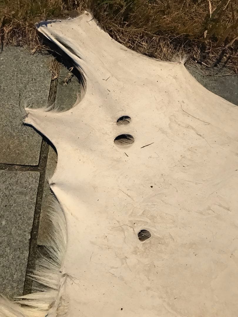 ニホンジカ♀毛皮 23-2