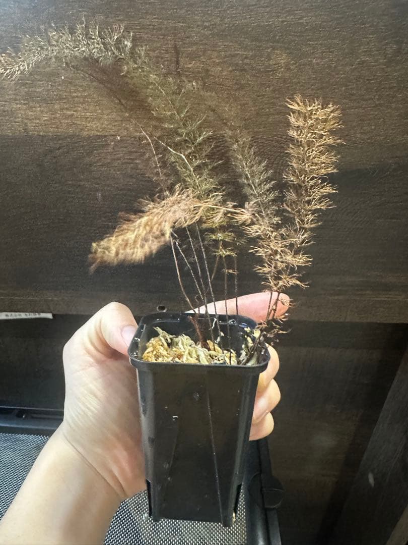 Abrodictyon pluma シダ　コケシノブ　熱帯植物