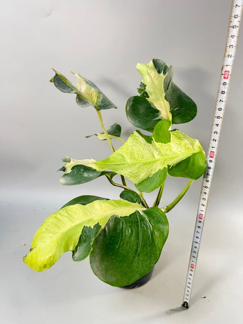 Monstera White Lava モンステラ ホワイトラヴァ 斑入り