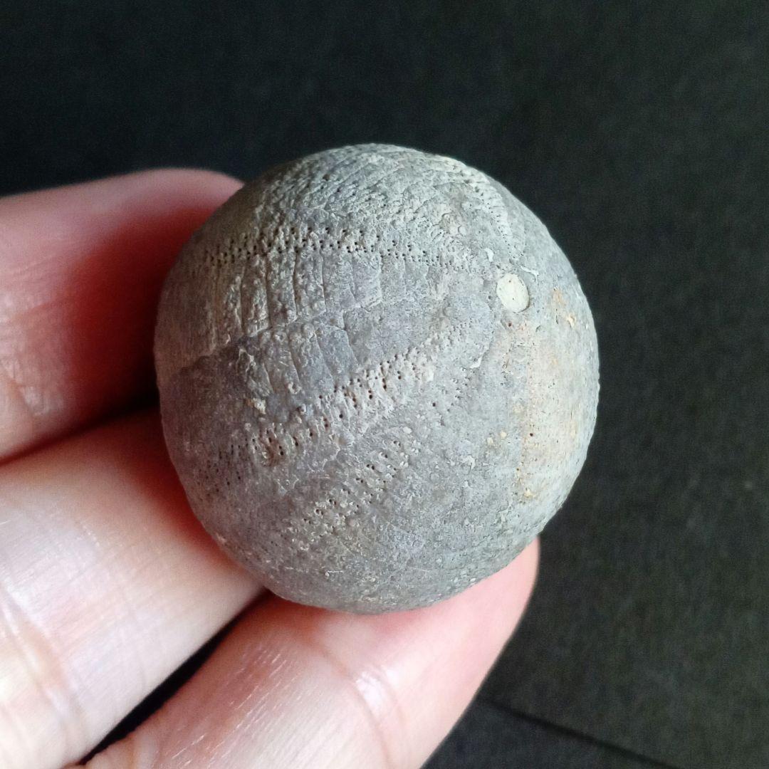 ジュラ紀　ウニ　正形類　化石標本　30mm　美麗標本　希少