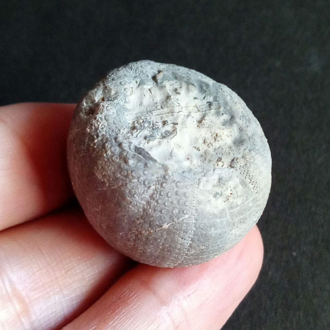 ジュラ紀　ウニ　正形類　化石標本　30mm　美麗標本　希少