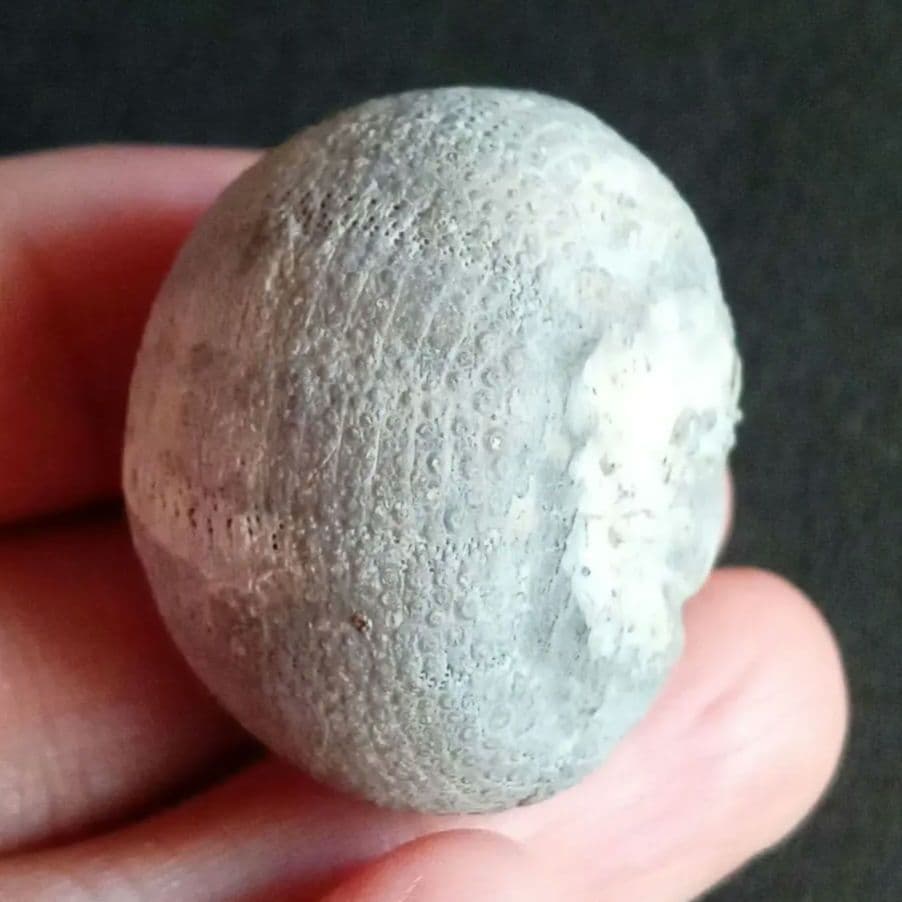 ジュラ紀　ウニ　正形類　化石標本　30mm　美麗標本　希少