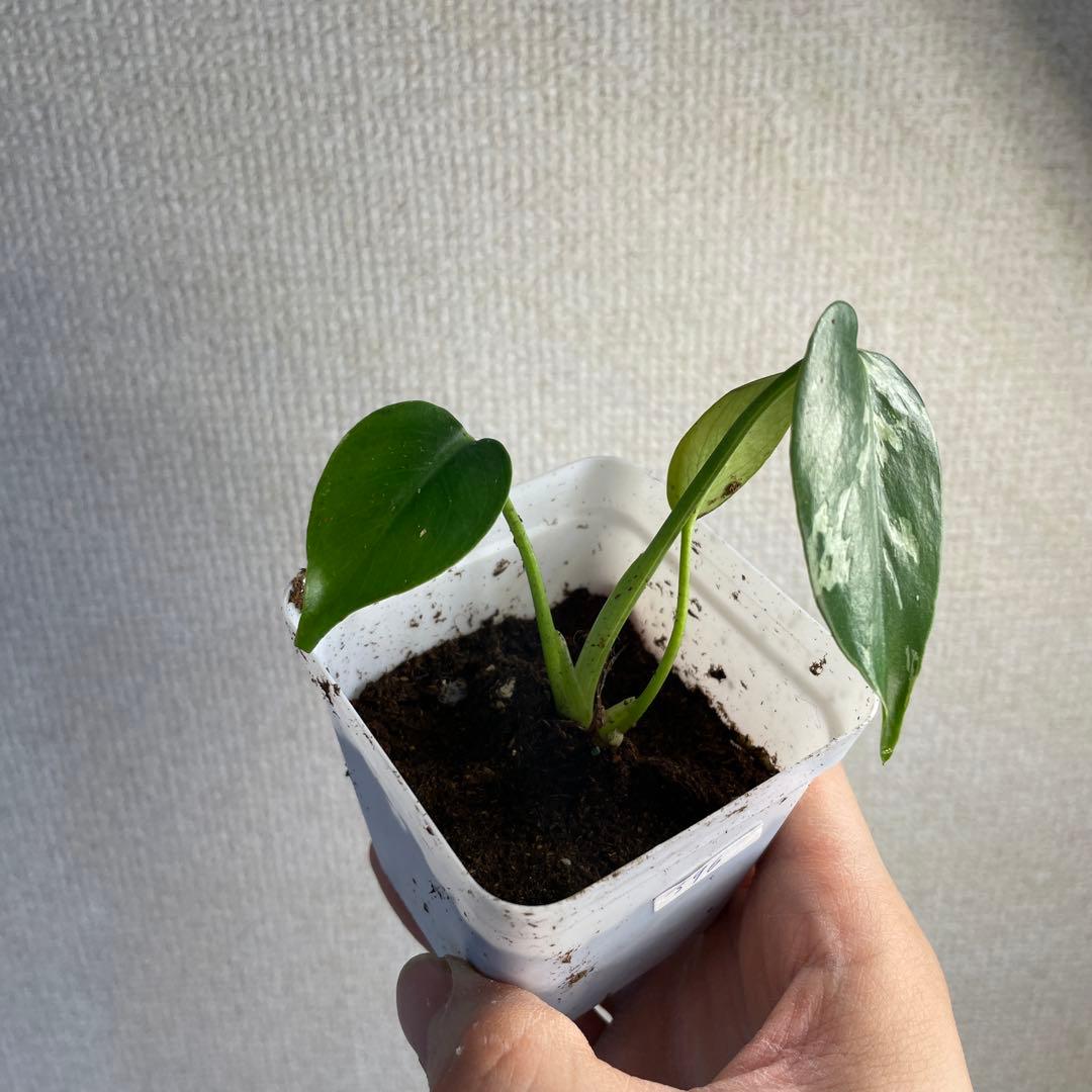 モンステラ デリシオーサ バルバソー - メルカリ