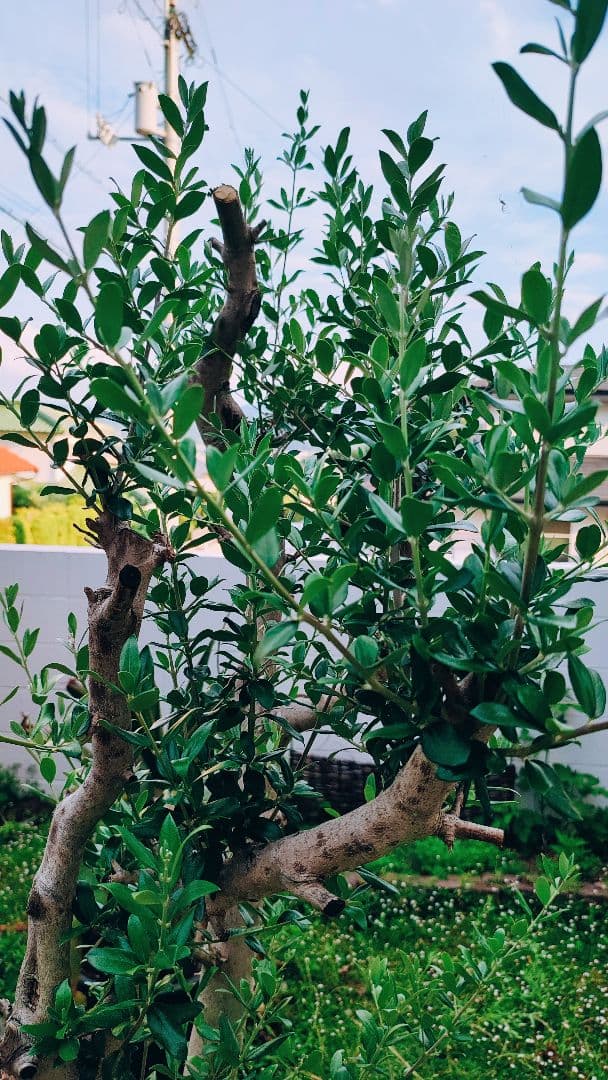 最終値下げ オリーブ特大株 引き取り限定