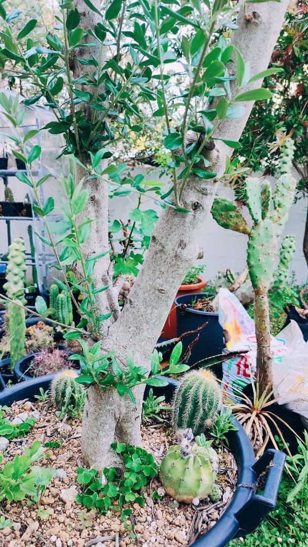 最終値下げ オリーブ特大株 引き取り限定