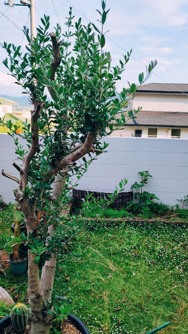 最終値下げ オリーブ特大株 引き取り限定