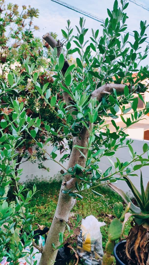 最終値下げ オリーブ特大株 引き取り限定