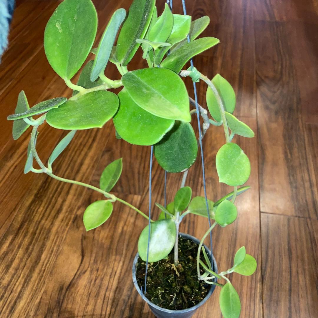 ホヤ オーストラリア【現品・鉢付・オリジナルタグ付・メルカリ便