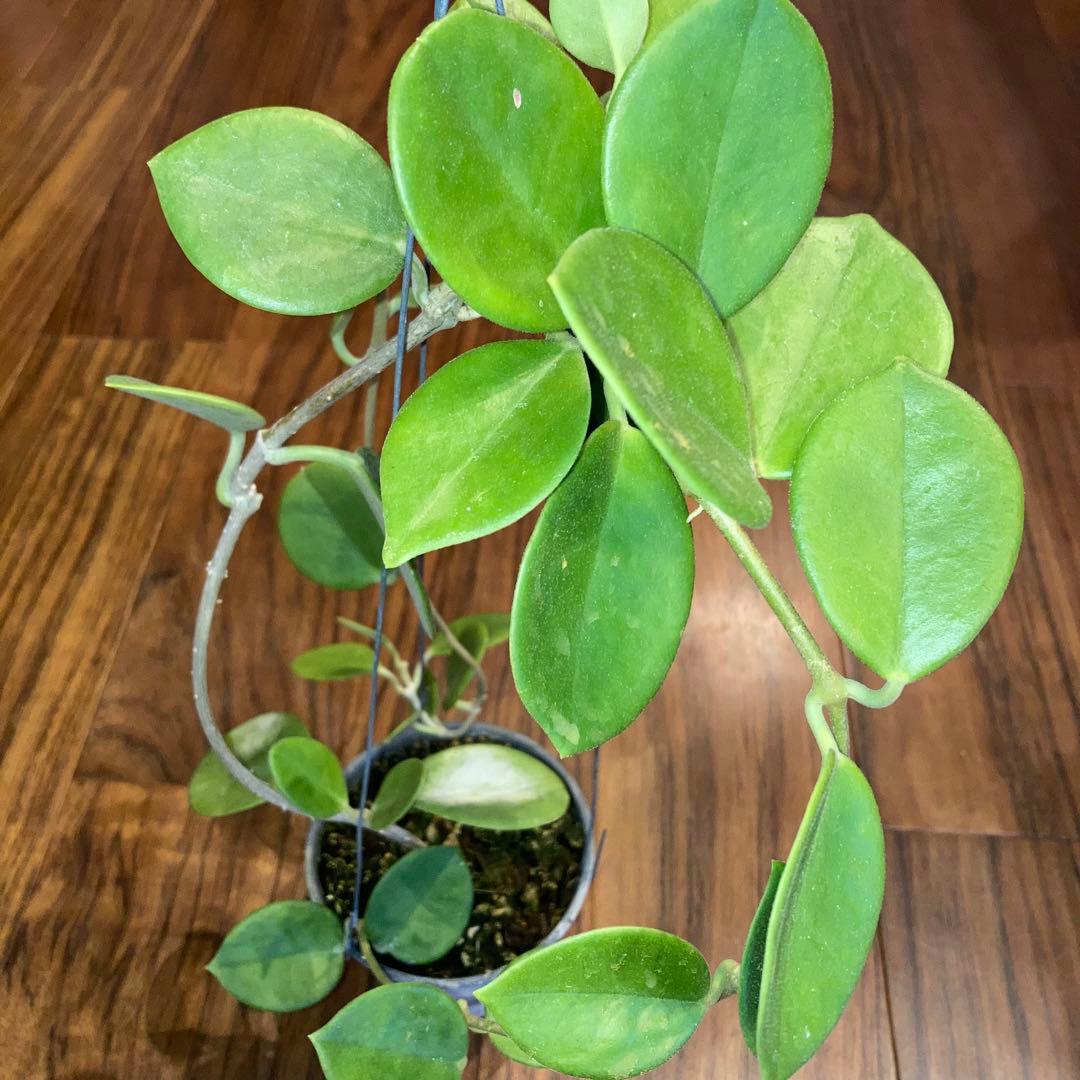 ホヤ オーストラリア【現品・鉢付・オリジナルタグ付・メルカリ便