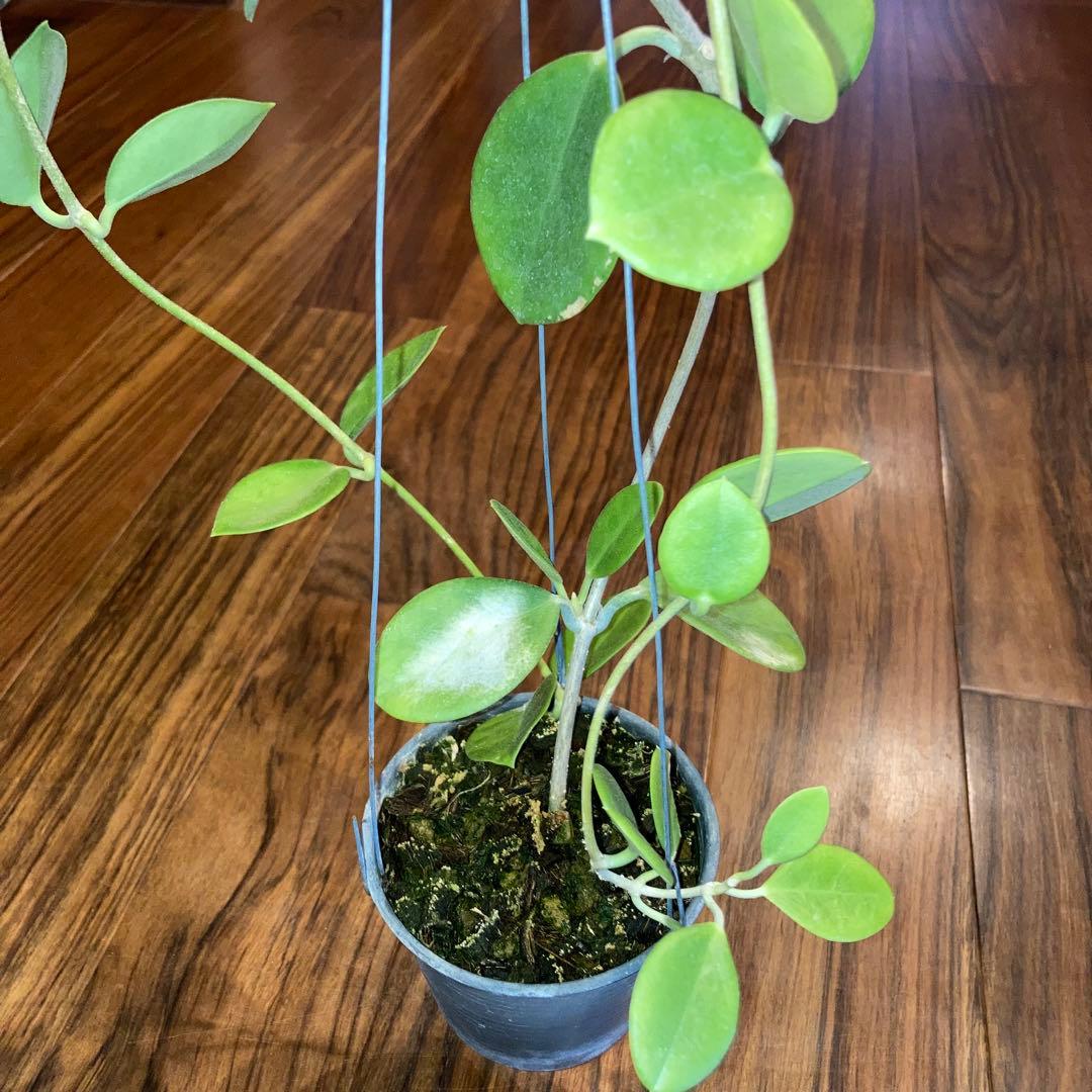 ホヤ オーストラリア【現品・鉢付・オリジナルタグ付・メルカリ便