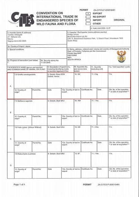 キリン ★ South African Giraffe レッグボーン