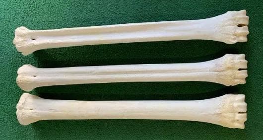 キリン ★ South African Giraffe レッグボーン