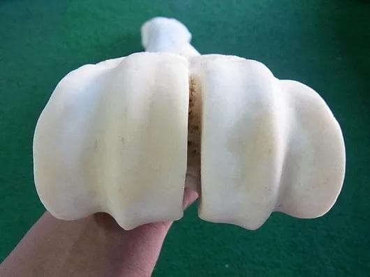 キリン ★ South African Giraffe レッグボーン