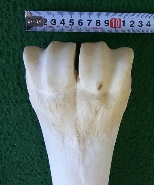 キリン ★ South African Giraffe レッグボーン