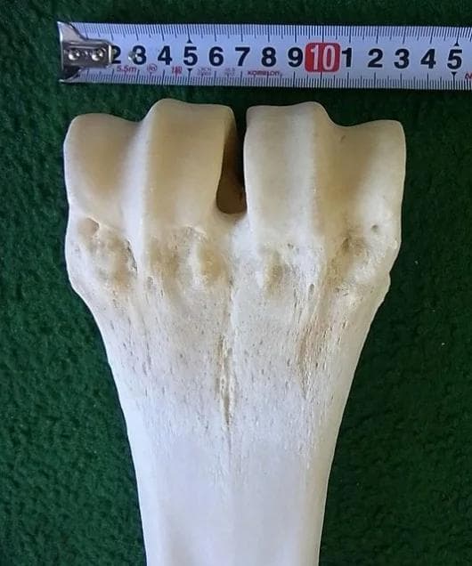 キリン ★ South African Giraffe レッグボーン