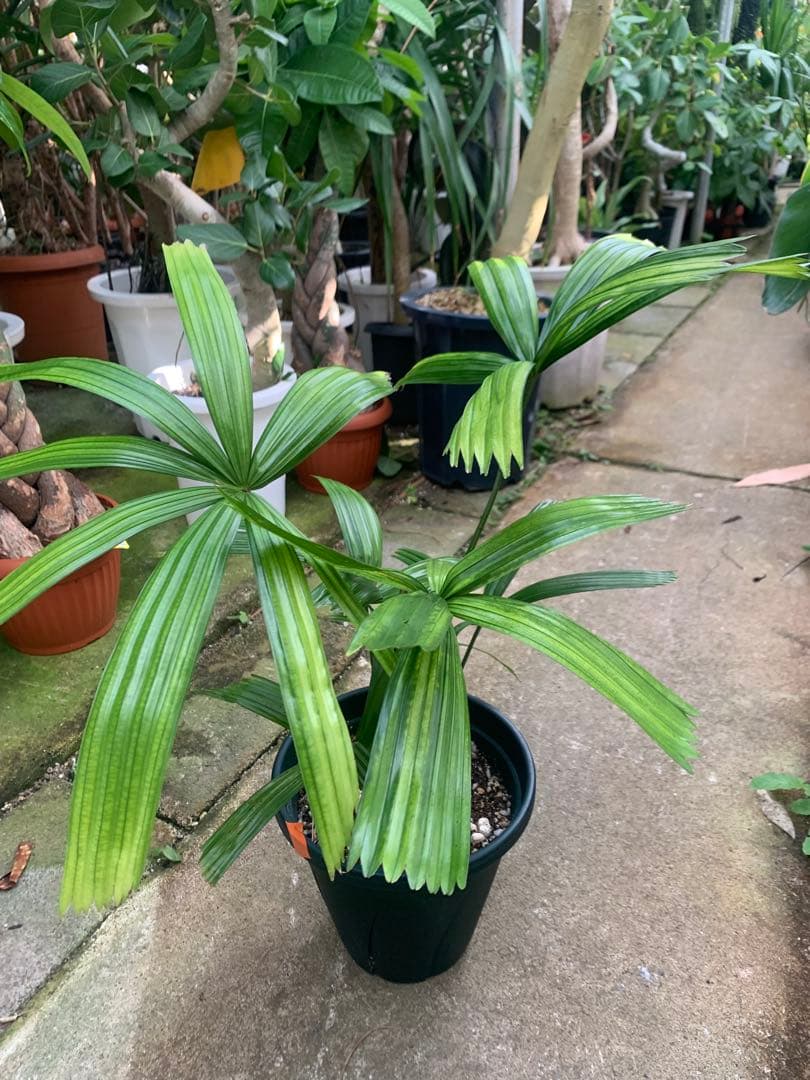 なつ　　リクアラ・スピノーサsp