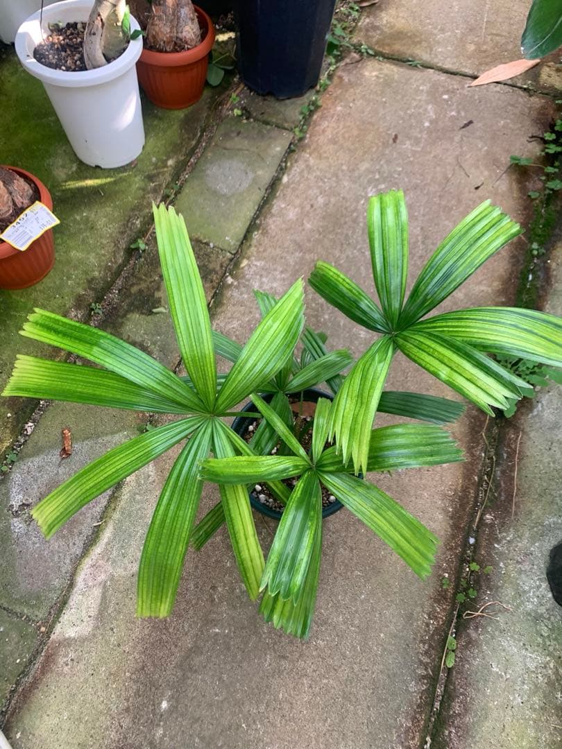 なつ　　リクアラ・スピノーサsp