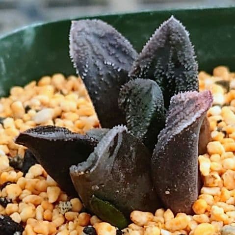 多肉植物 ハオルチア 光闇(モノクロ) W-32 - メルカリ