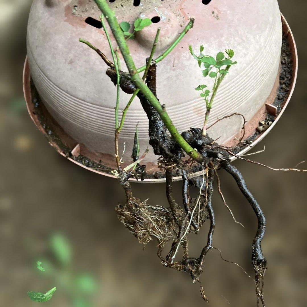 ノバラ台木3本 - メルカリ