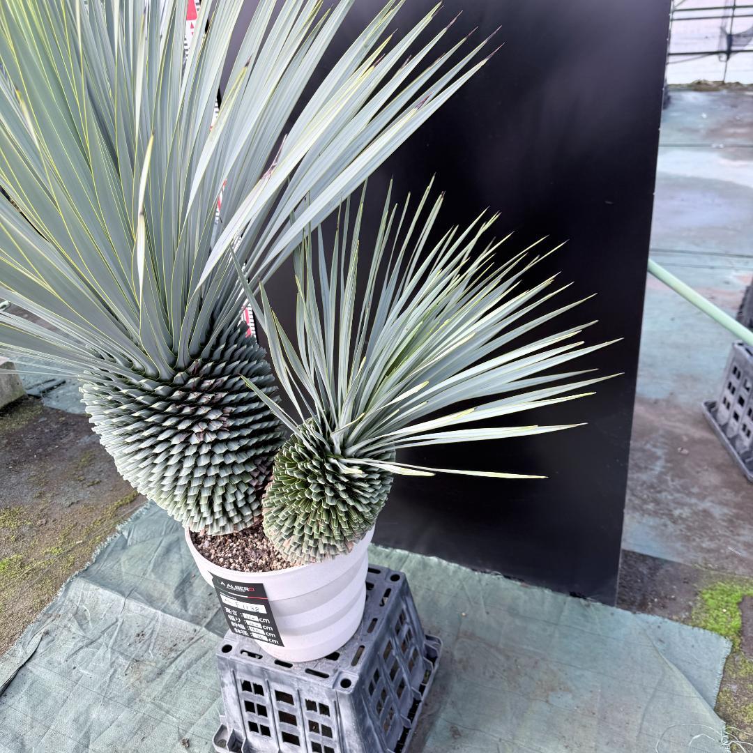 AL-F1138】ユッカ ロストラータ バケモノ級 超超超極太 シルバー個体