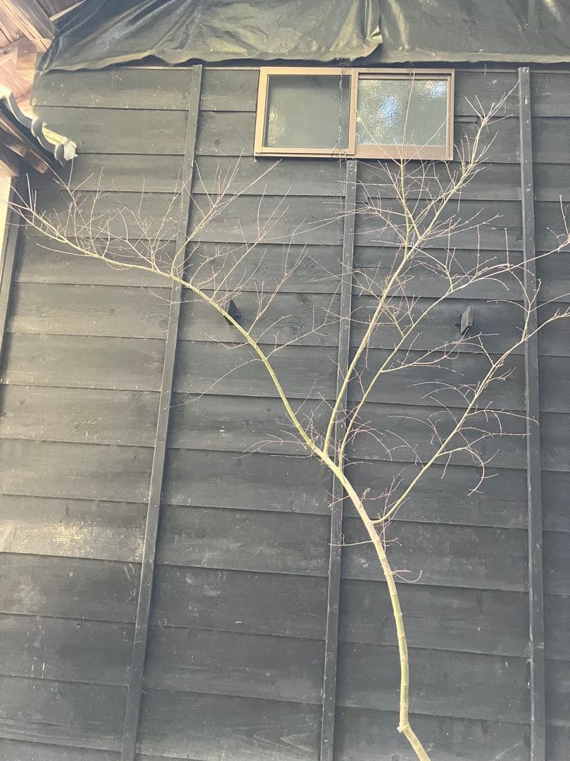 40 山採り　イロハモミジ