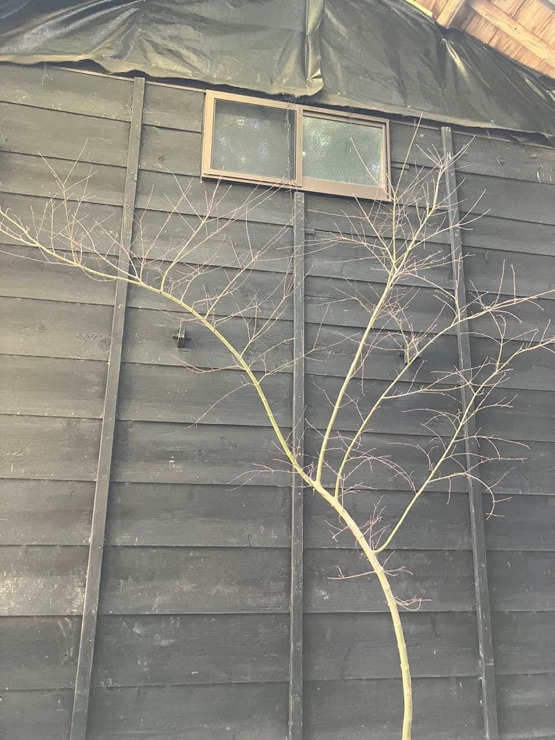 40 山採り　イロハモミジ