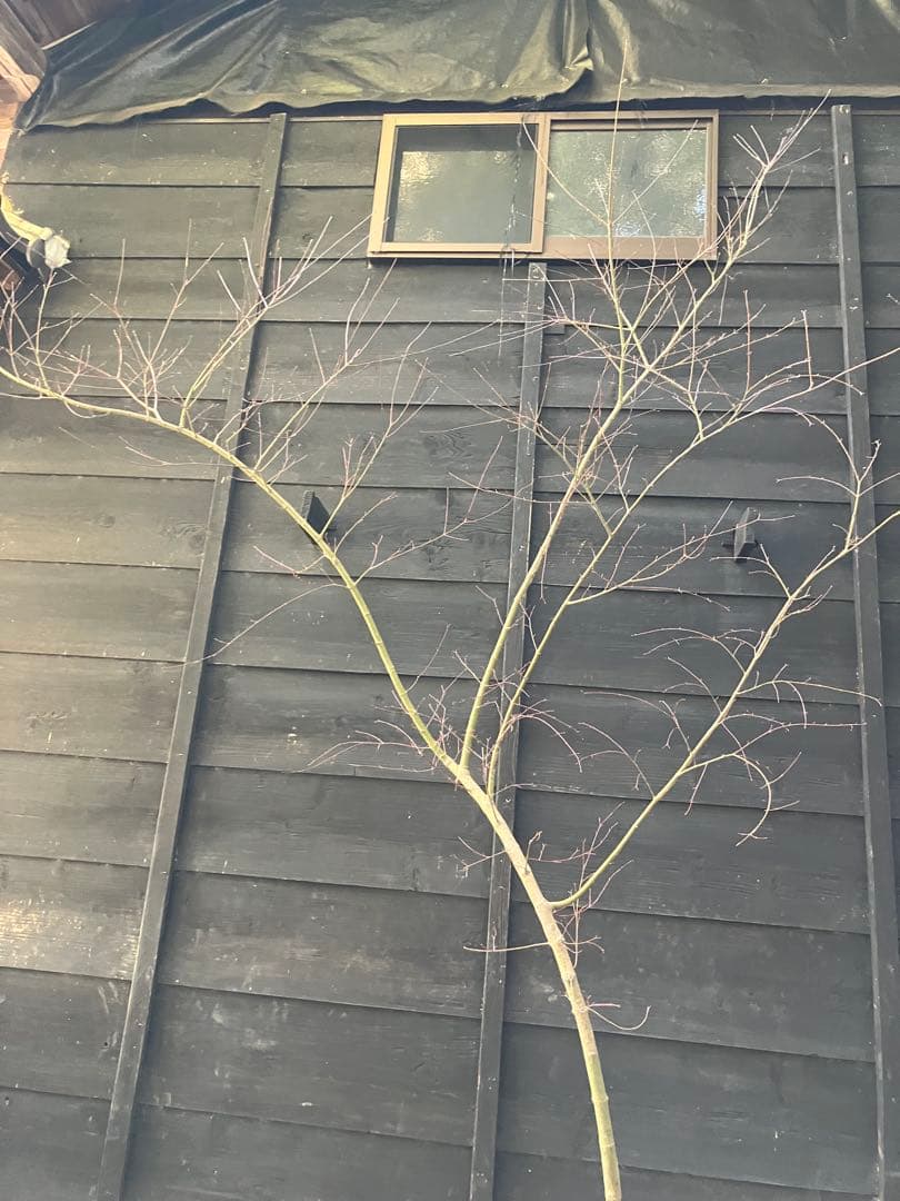 40 山採り　イロハモミジ