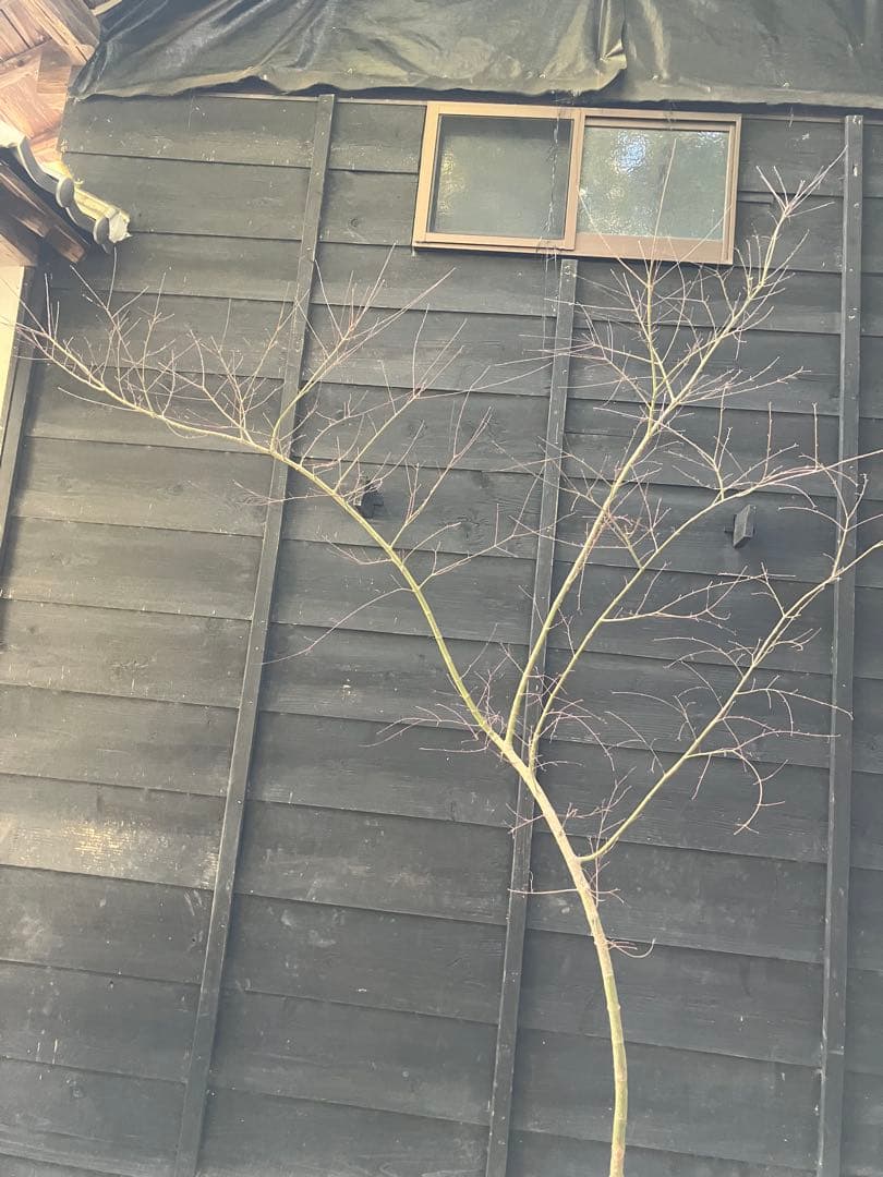 40 山採り　イロハモミジ