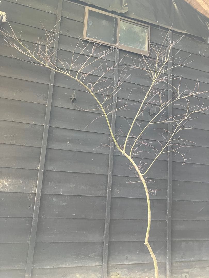 40 山採り　イロハモミジ