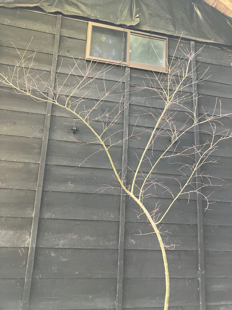 40 山採り　イロハモミジ