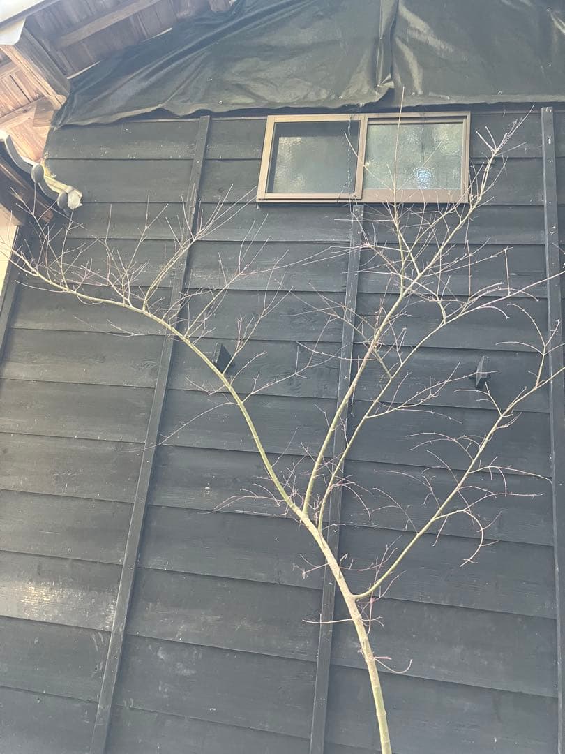 40 山採り　イロハモミジ