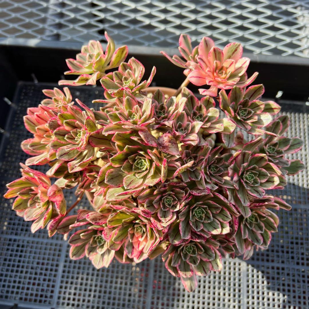 新入荷 アエオニウム ブロンズメダル錦 法師錦 (超大品)観葉植物