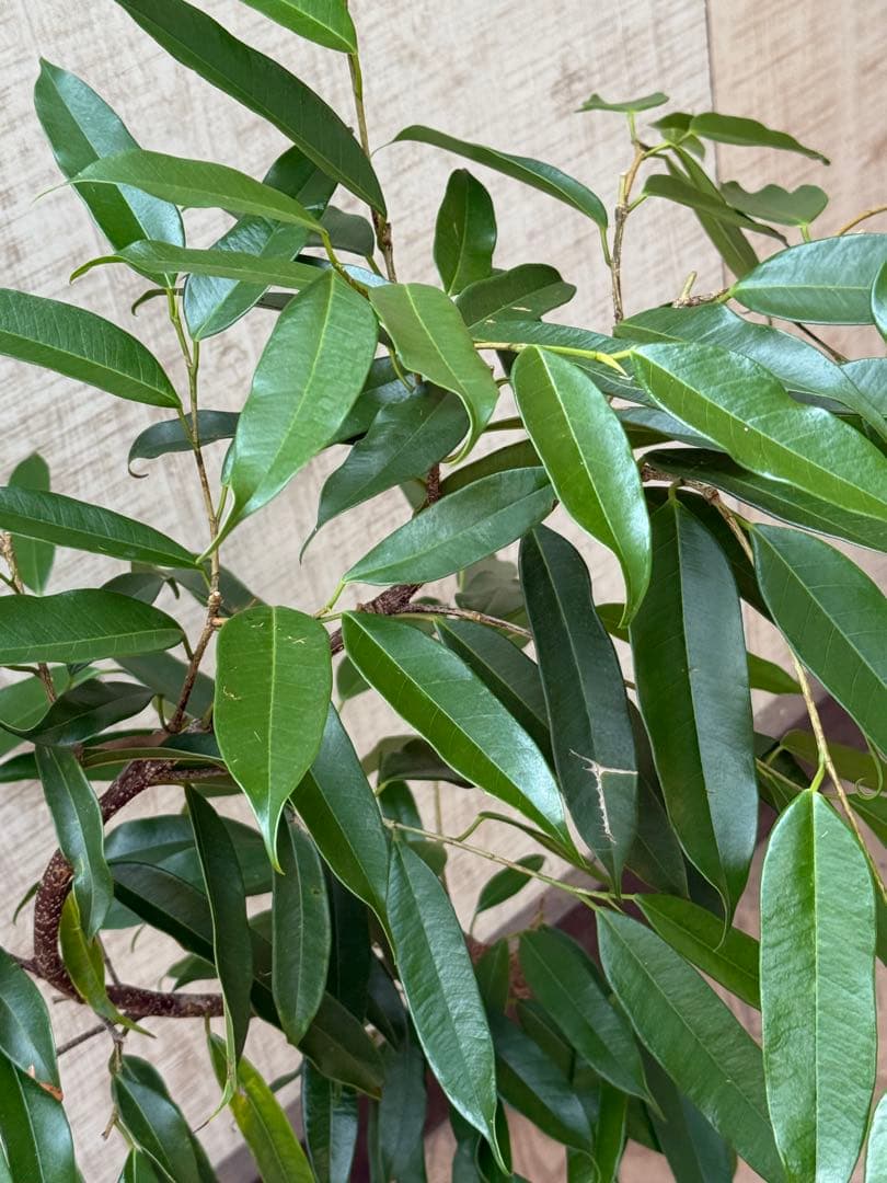 ☆フィカス アムステルダムキング♪ 曲がり仕立て 112cm♪